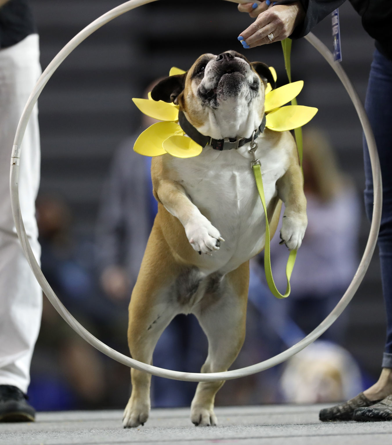 042617AP--Drake-Beautiful-Bulldogs-14